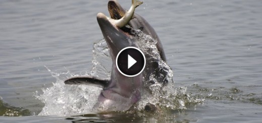 dolphins feeding