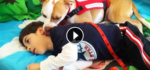 Service dog assists Sunrise boy with cerebral palsy