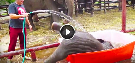 baby elephant loves bath