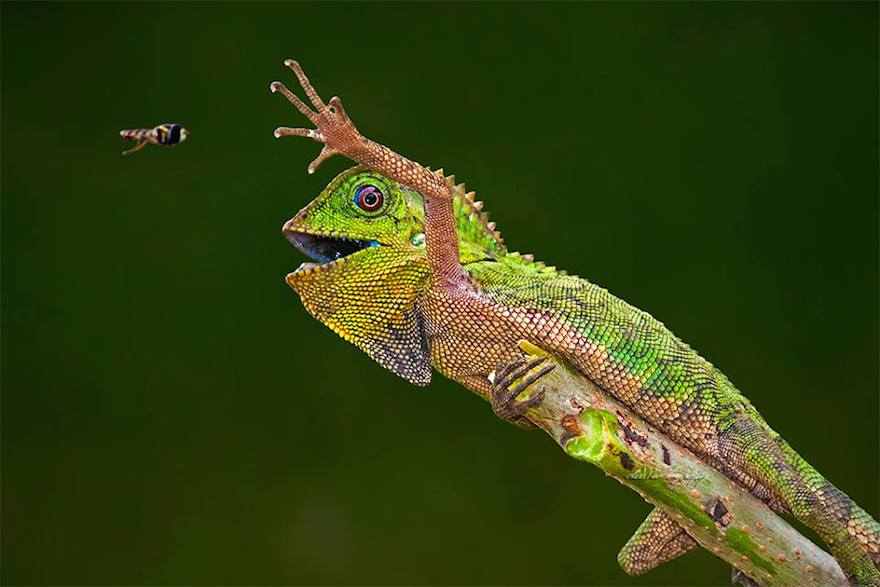dragon lizard playing leaf guitar