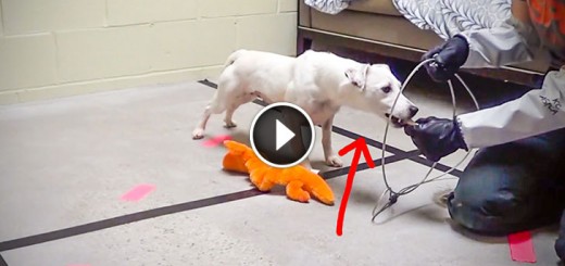 Puppy Mill Dog Makes an Amazing Recovery