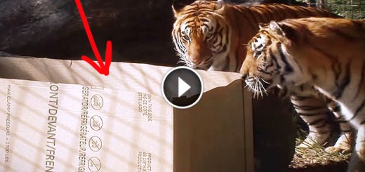 BIG CATS like boxes too