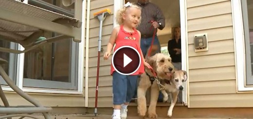 Toddler's dog isn't only a playmate, he's a life saver