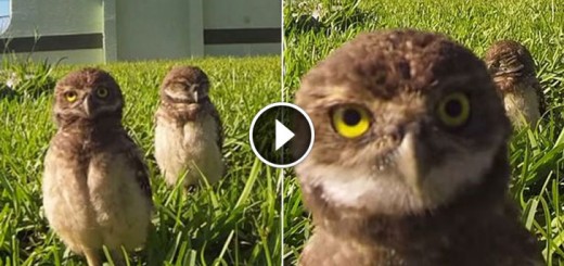 GoPro Owl Dance-Off
