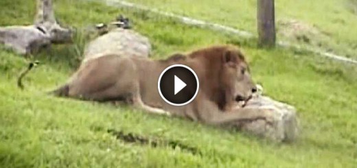 Lion Feels Grass For The First Time