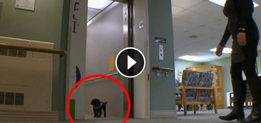 teacup poodle visit nursing home