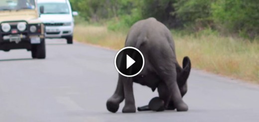 baby elephant collapses road family-resque