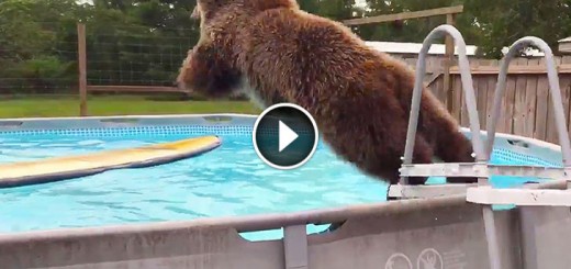 grizzly bear swimming pool
