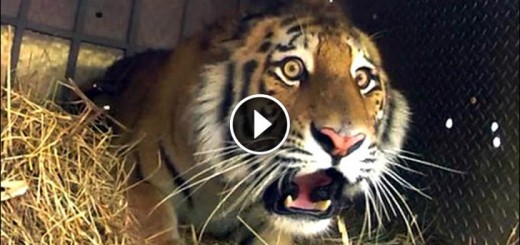 Amur tiger released in Russia