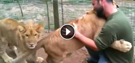 hugging lion cubs