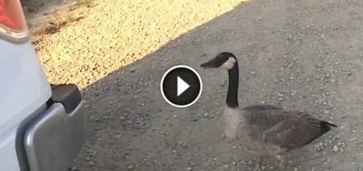 canada goose follows