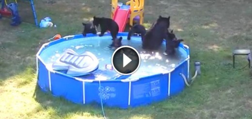 family bears in pool party