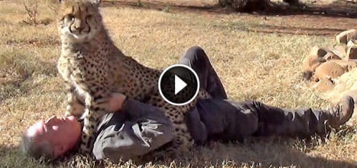 Taking A Nap With Loving Female Cheetah