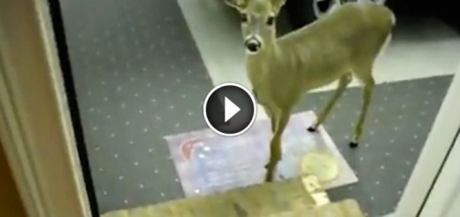 Rescued Deer Pops Out Of The Woods To Join Surrogate Mom For Breakfast