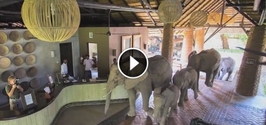 Elephants of Mfuwe Lodge