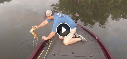fisherman kitten rescue