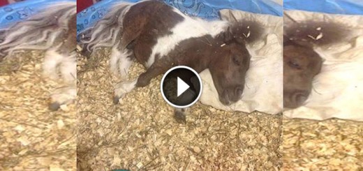 A Miniature Horse Against ALL odds