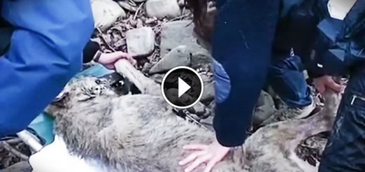 people rescue wolf from frozen lake