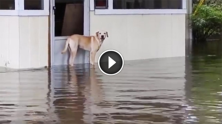 Irresponsible Owner Left Their Dog Behind After A Flood. But Watch Who ...