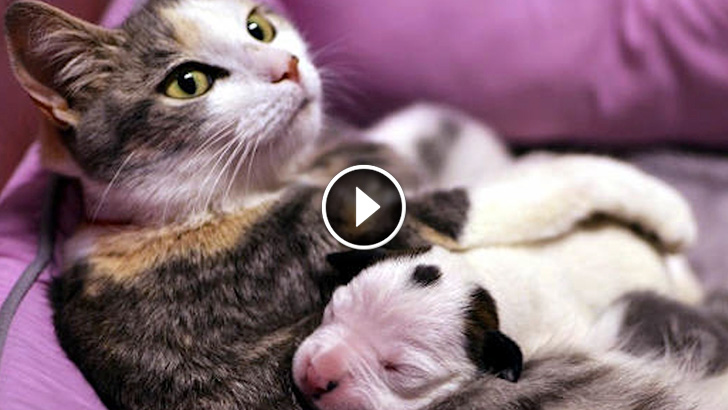 Day Old Pit Bull Puppy Adopted By Mother Cat!