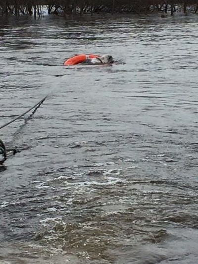 donkey flood rescued 1