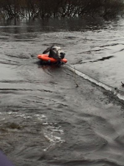 donkey flood rescued 2