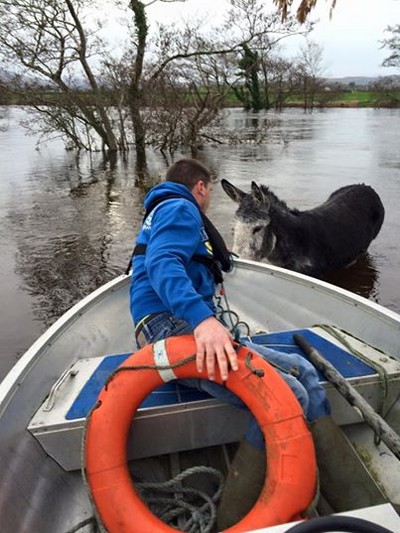 donkey flood rescued 3