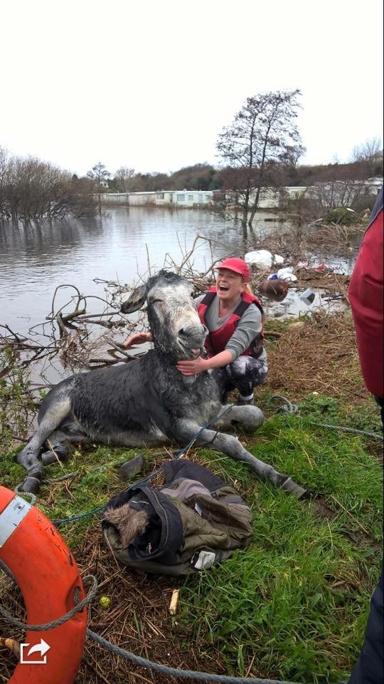 donkey flood rescued 