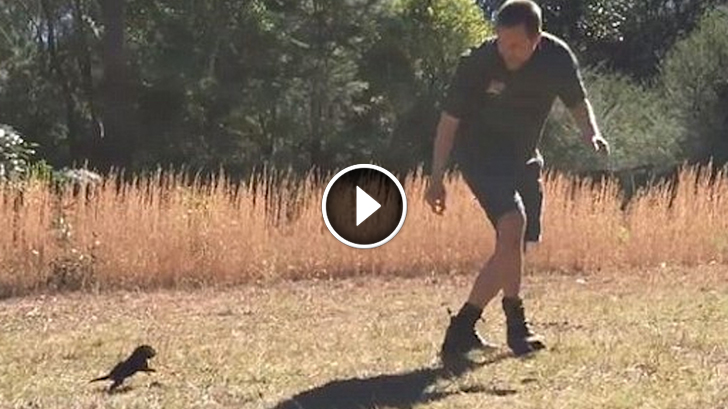 Adorable Baby Tasmanian Devil Falls in Love and wont Stop Chasing his