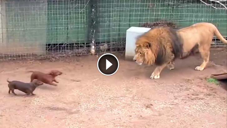 Massive Lion Come Face to Face with Tiny Wiener Dog The Lions Next