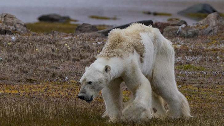 Starving Polar Bear's Last Hours Captured in Heartbreaking Video